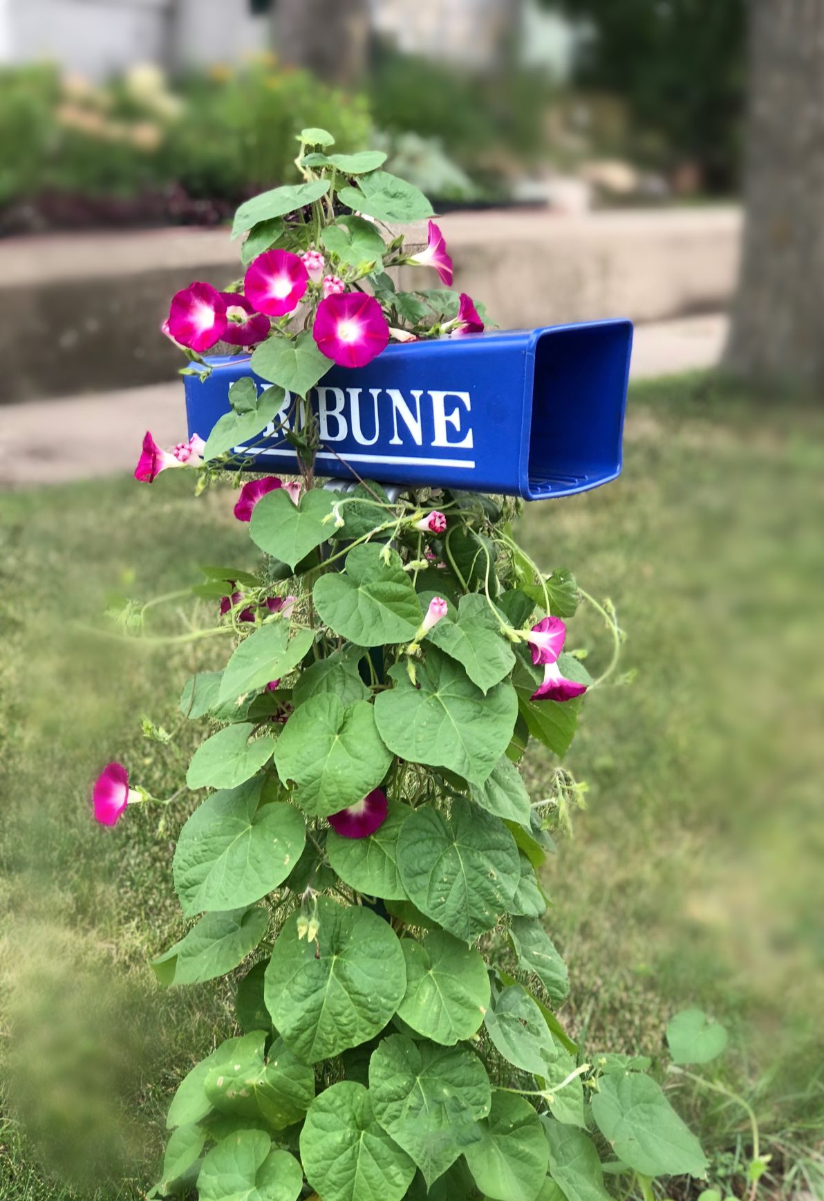 Morning Glories